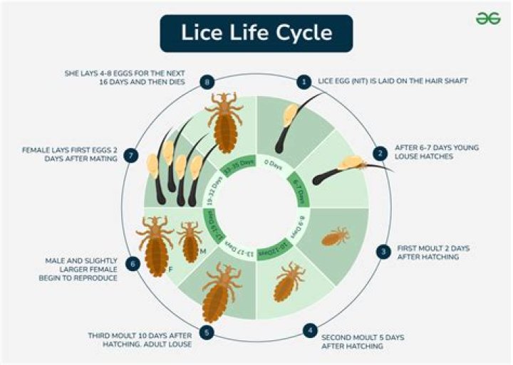 Why head louse come?