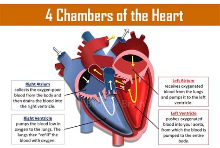 Why heart is four chambered?
