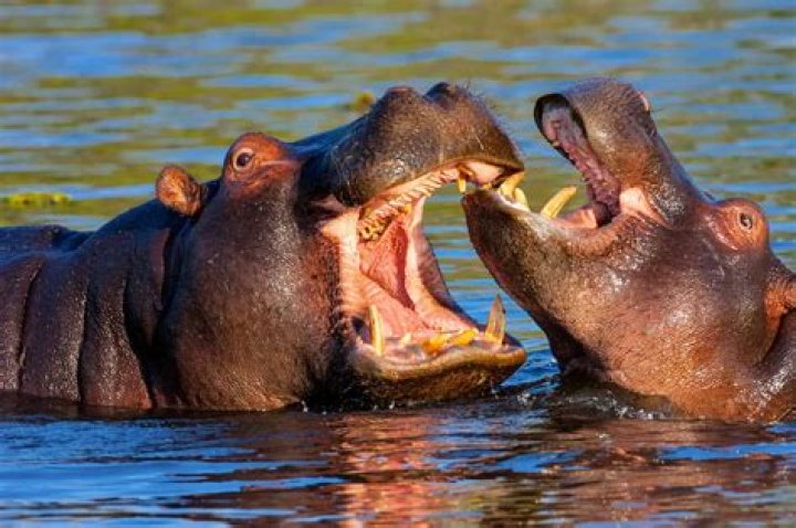 Why hippos are so aggressive?