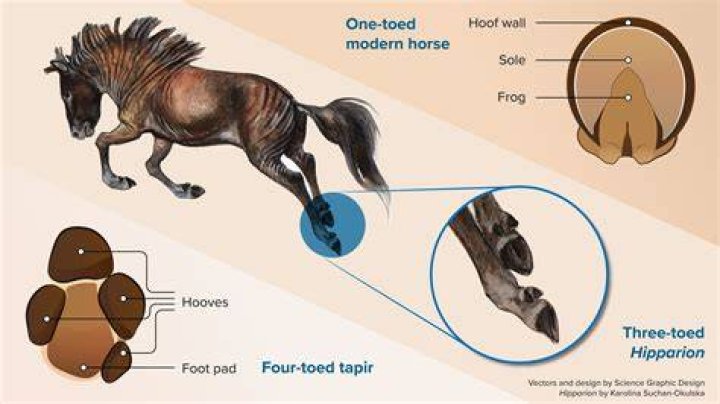 Why horse drags back feet?