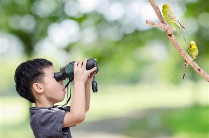 Why is birding so popular?