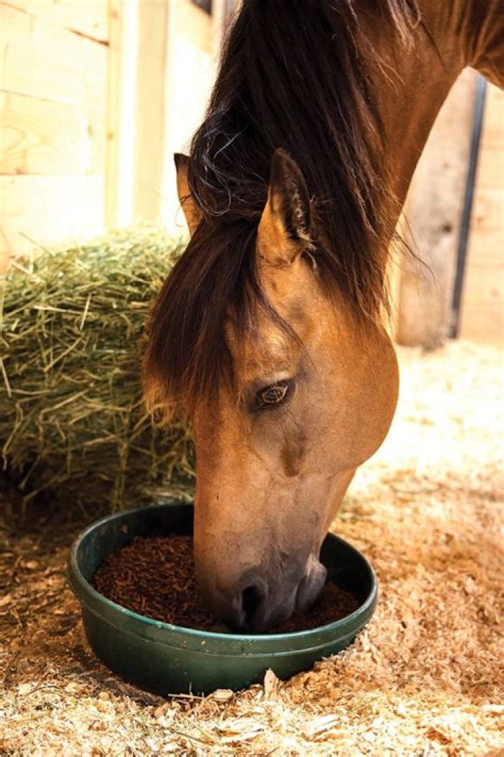 Why is boswellia good for horses?