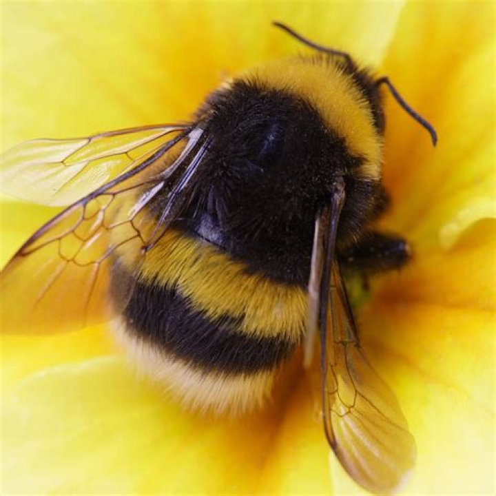 Why is bumble called bumble?