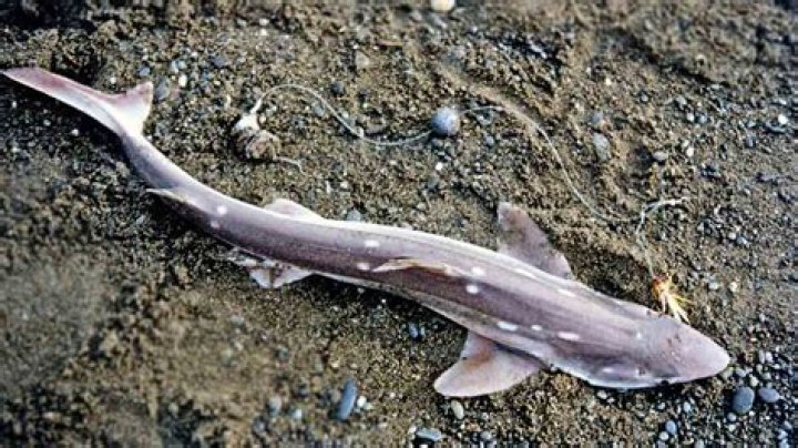 Why is it called dog fish?
