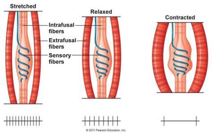 Why is it called intrafusal?