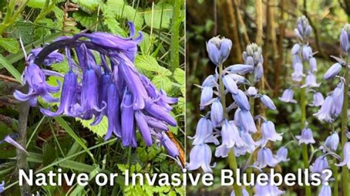 Why is it illegal to pick trilliums?