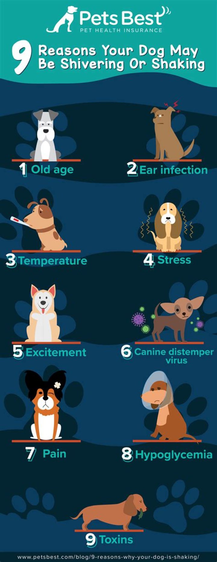 Why is my dog bad tempered?
