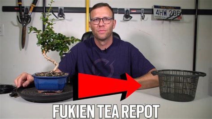Why is my fukien tea wilting?
