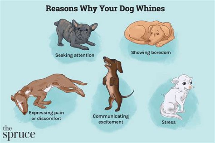 Why is my puppy so whiny?