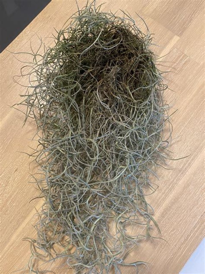 Why is my spanish moss turning brown?