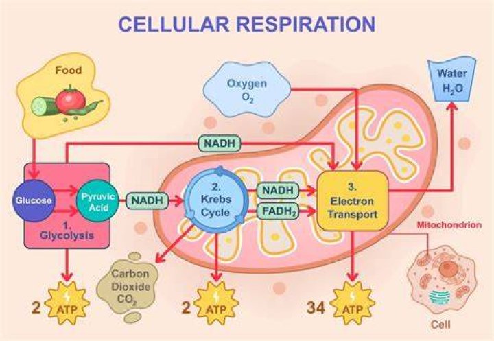 Why is respiration called physicochemical process?
