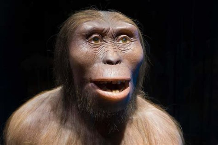 Why is sahelanthropus tchadensis important in understanding evolution?