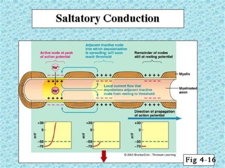 Why is saltatory conduction important?
