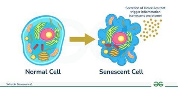 Why is senescence important for the survival of plants?