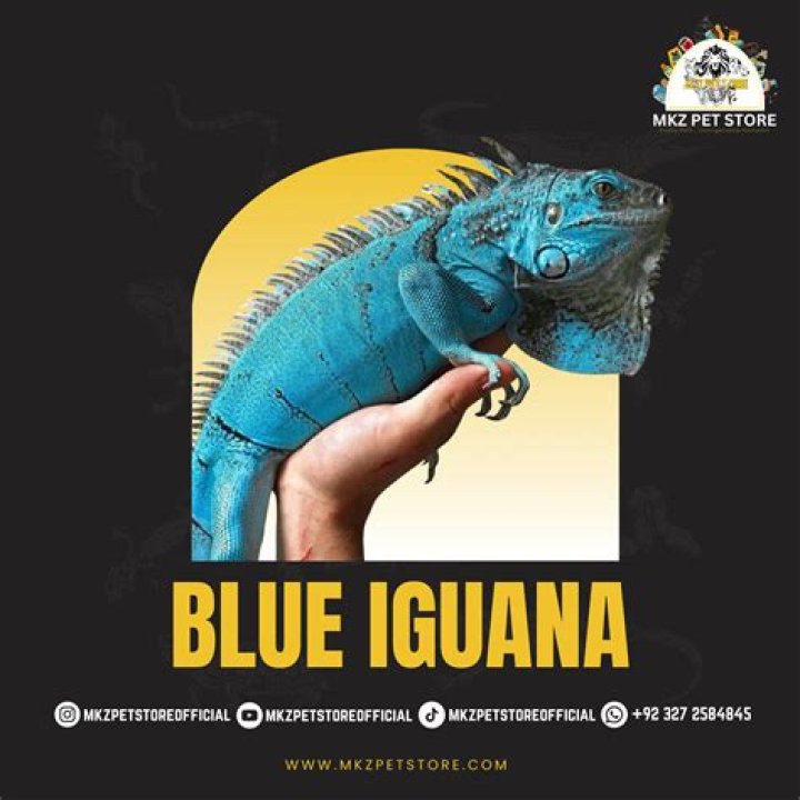 Why is the blue iguana blue?