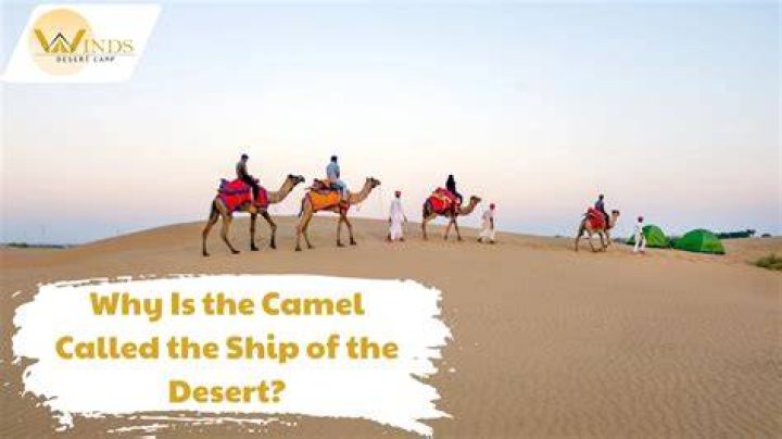 Why is the camel called the ship of the desert?