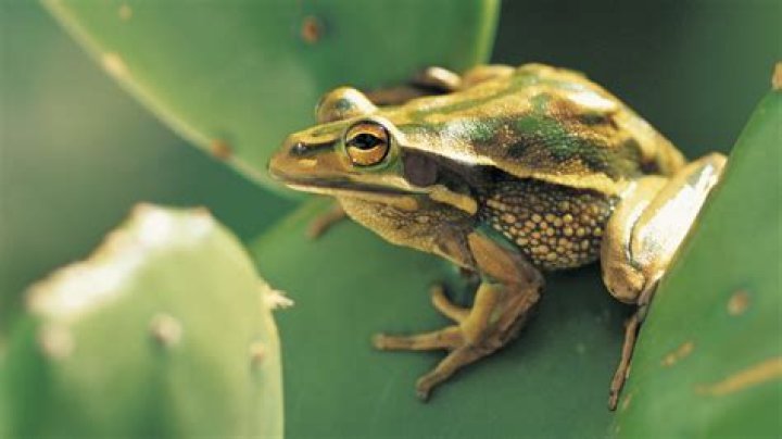 Why is the green and golden bell frog endangered?