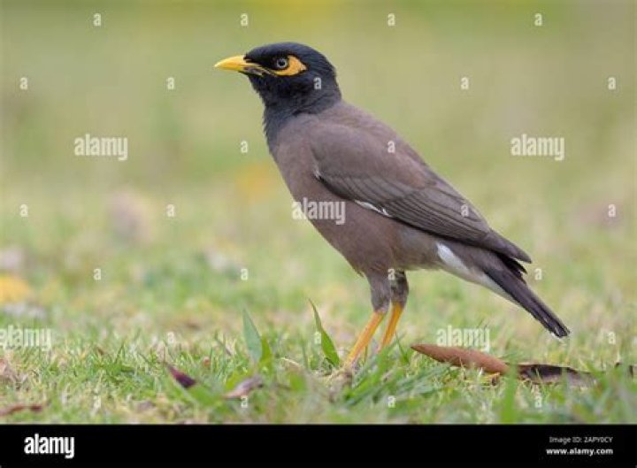 Why is the indian myna a pest in australia?