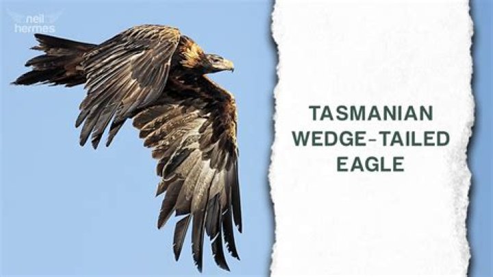 Why is the tasmanian wedge-tailed eagle endangered?