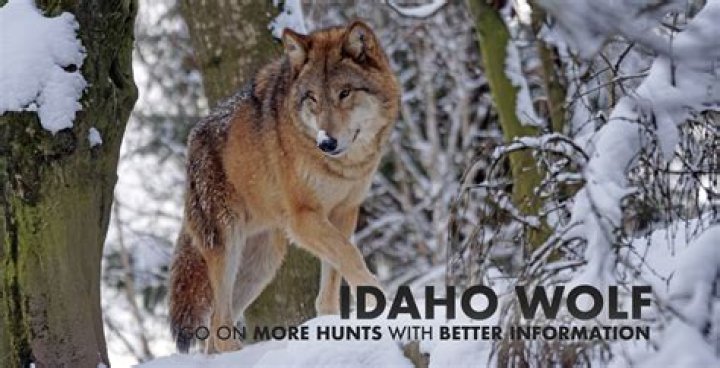 Why is there wolf hunting?