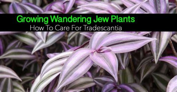 Why is tradescantia called wandering jew?