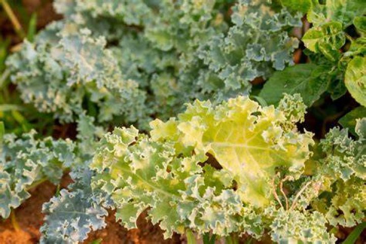 Why kale leaves turn yellow?