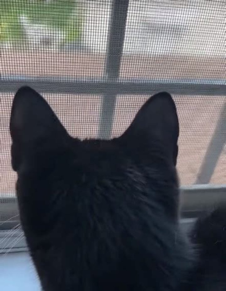 Why my cat wants to go outside?