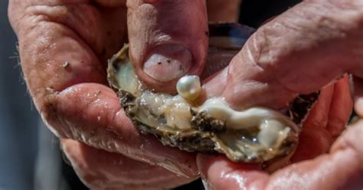 Why oysters have pearls?