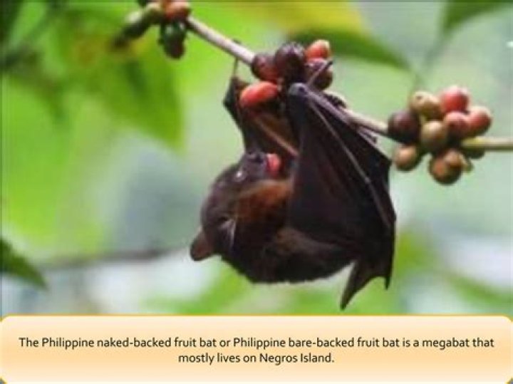 Why philippine bare-backed fruit bat is endangered?