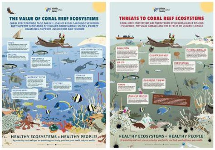 Why reefs are important?