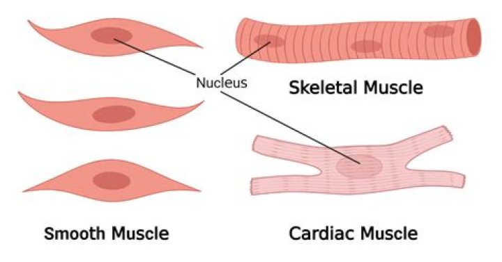 Why smooth muscles are also known as?