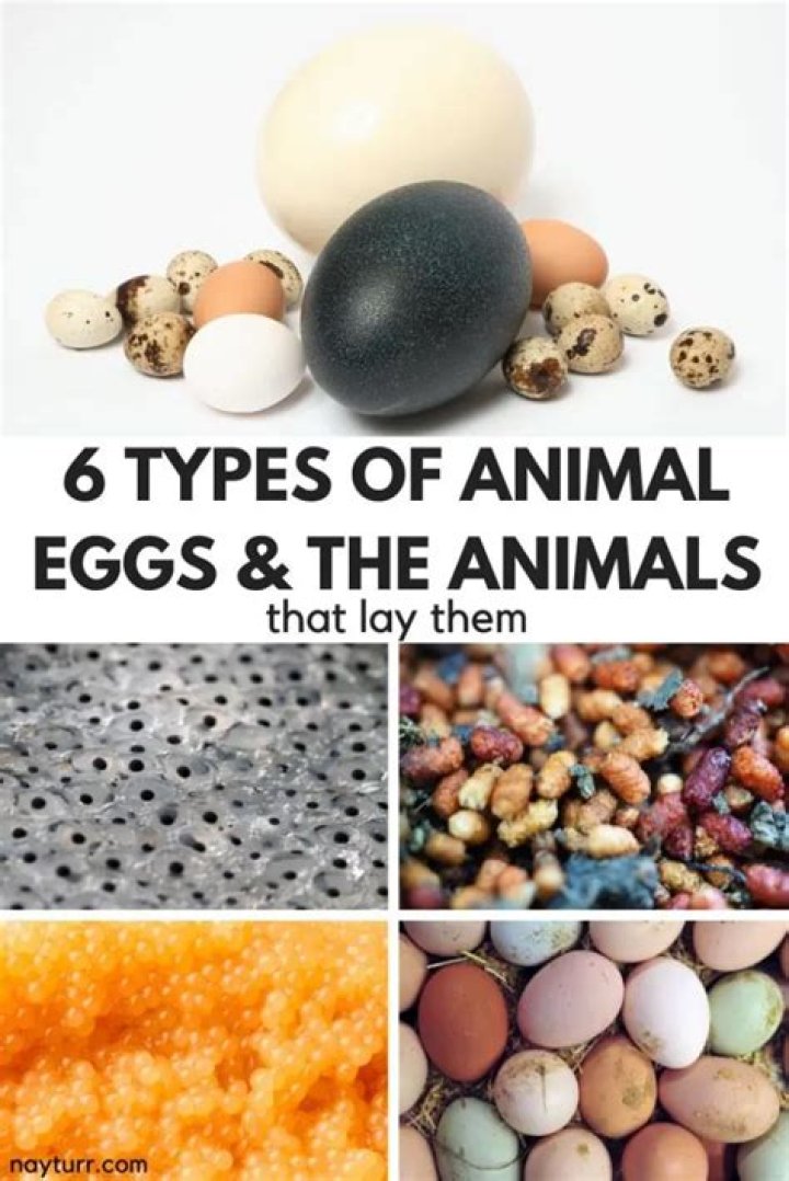 Why some animals lay many eggs?