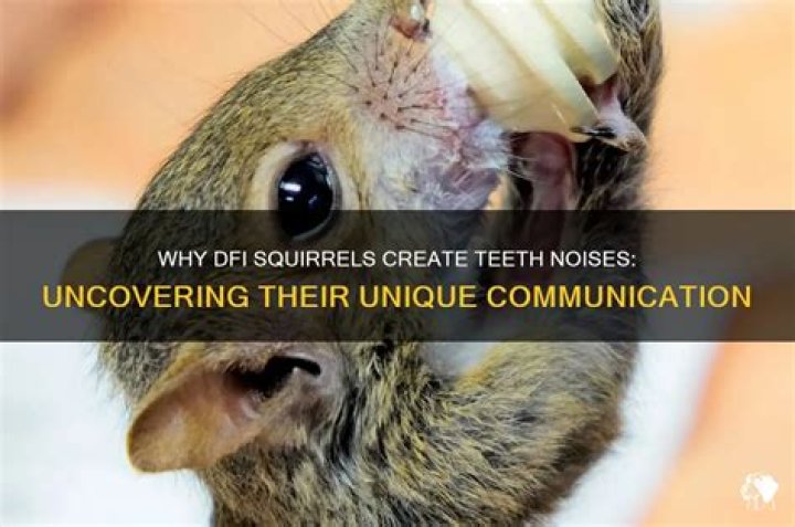 Why squirrels make noise?