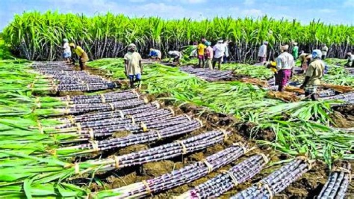 Why sugarcane industries shifted from north to south?