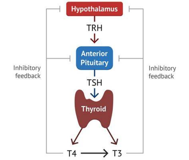 Why thyroxine is a hormone not an enzyme?