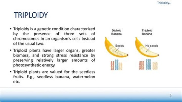 Why triploid bananas are sterile and seedless?