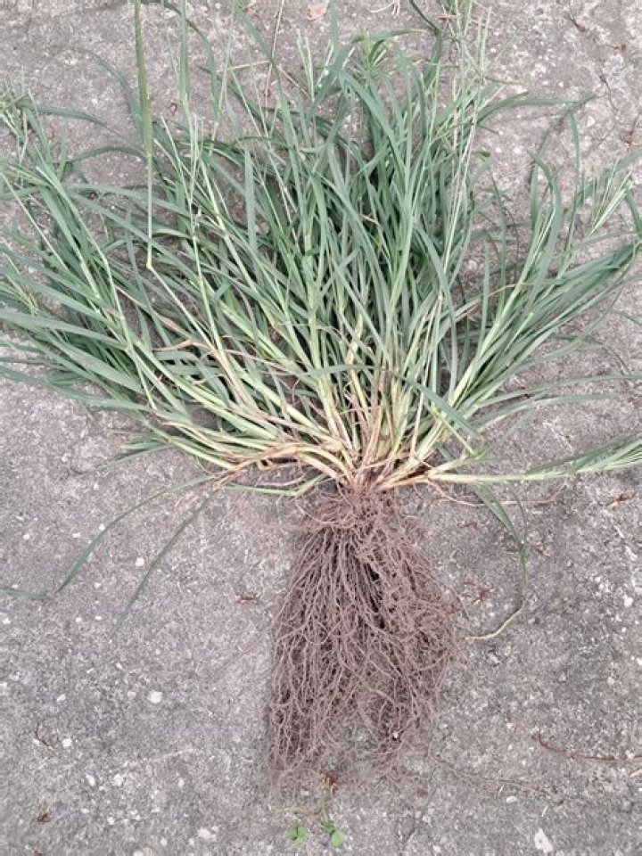 Why weeds are difficult to control?