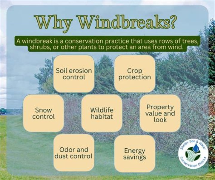 Why windbreaks is important?