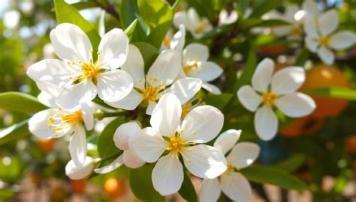 Why won't my orange tree flower?