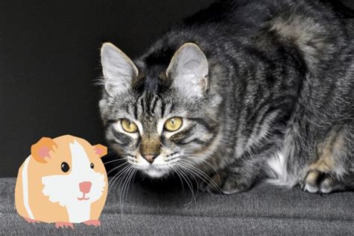 Will a cat kill a guinea pig?