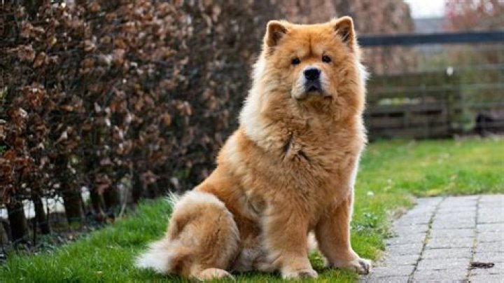 Will a chow chow turn on owner?