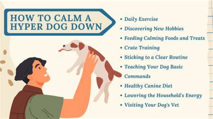 Will a hyper dog ever calm down?