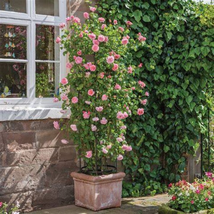 Will a rambling rose grow in a pot?