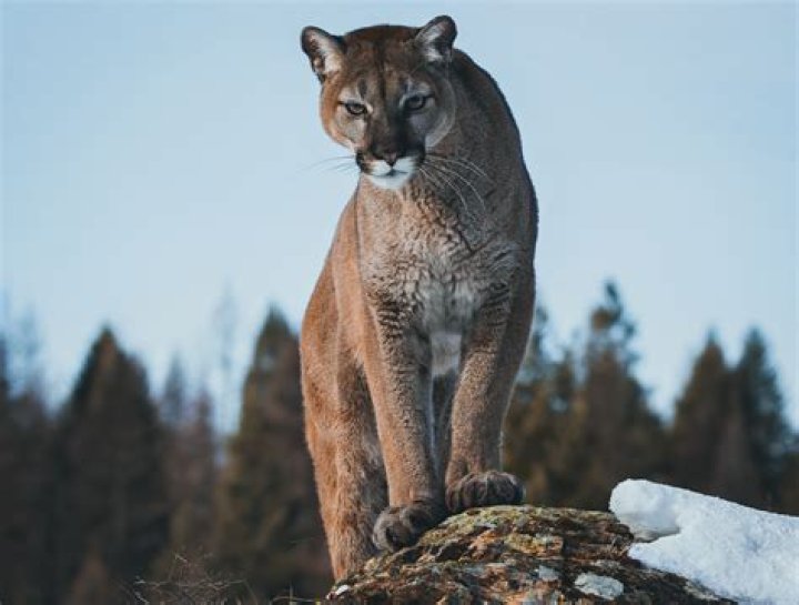 Will a stun gun stop a mountain lion?
