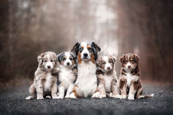 Will a vet abort puppies?