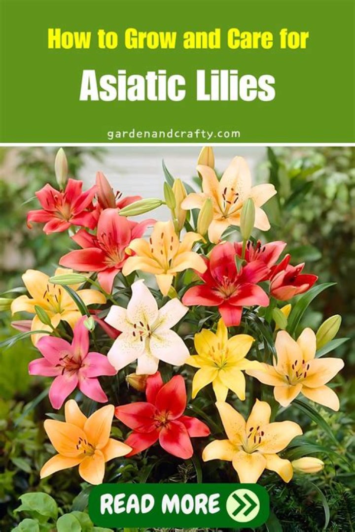 Will asiatic lilies rebloom?
