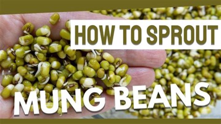 Will bagged beans sprout?