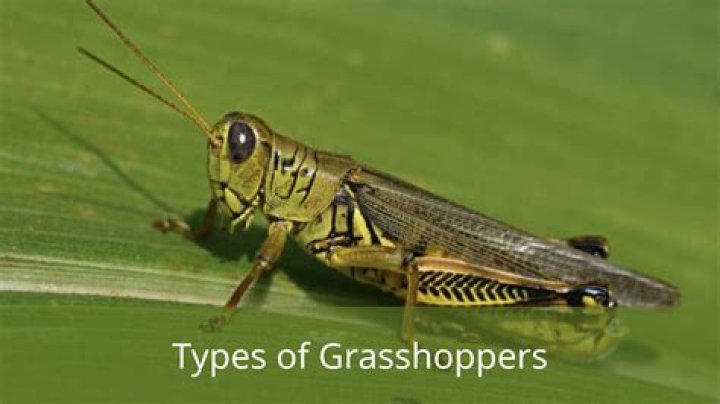Will chickens eat grasshoppers?