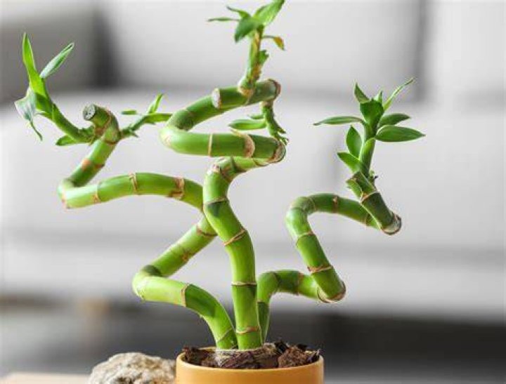 Will chipped bamboo grow?