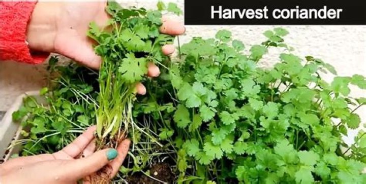 Will coriander grow in tropics?
